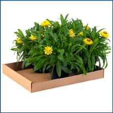 CORRUGATED TRAYS